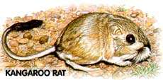 Kangaroo Rat