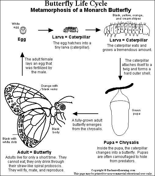 Butterfly Lifecycle Printout