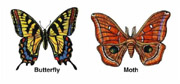Adult Butterfly and Moth. Artwork by Dale Crawford. (click to get large image).