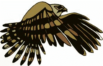 Hawk Flying - Bird Clipart