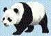 Panda Bear.gif (1220 bytes)