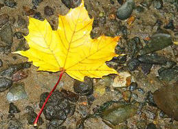 Trees - Yellow Maple Leaf, Stock Photo, Photos, Pictures, Photographs